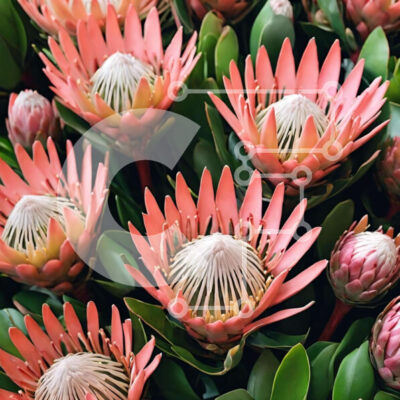 Intra Συλλεκτικό Ξύλινο Παζλ Plywood  4mm - Ροζ Σύνθεση λουλουδιών Protea με πράσινα φύλλα Σε Ξύλινο Κουτί - Διαστάσεις: 10x10 cm – 25 κομμάτια - Image 1