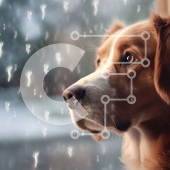 Intra Συλλεκτικό Ξύλινο Παζλ Plywood  4mm - Αξιολάτρευτη εικόνα ενός σκύλου που κοιτάζει έξω από ένα βροχερό παράθυρο Σε Ξύλινο Κουτί - Διαστάσεις: 10x10 cm – 25 κομμάτια - Image 1