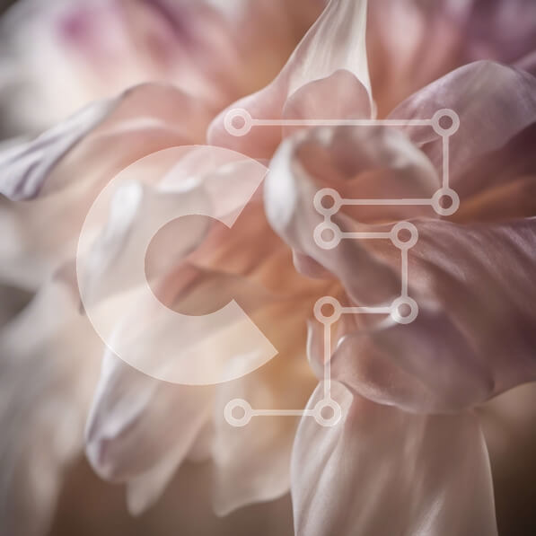 Intra Συλλεκτικό Ξύλινο Παζλ Plywood  4mm - Κοντινό πλάνο ενός απαλού ροζ και μπεζ λουλουδιού Σε Ξύλινο Κουτί - Διαστάσεις: 10x10 cm – 25 κομμάτια