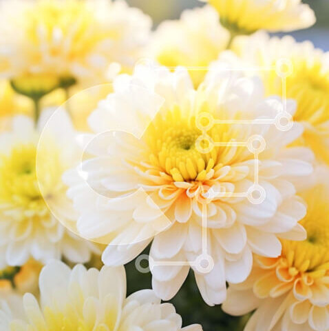 Intra Συλλεκτικό Ξύλινο Παζλ Plywood 4mm - Ανθισμένα κίτρινα και λευκά λουλούδια στον κήπο Σε Ξύλινο Κουτί - Διαστάσεις: 10x10 cm – 25 κομμάτια - Image 1