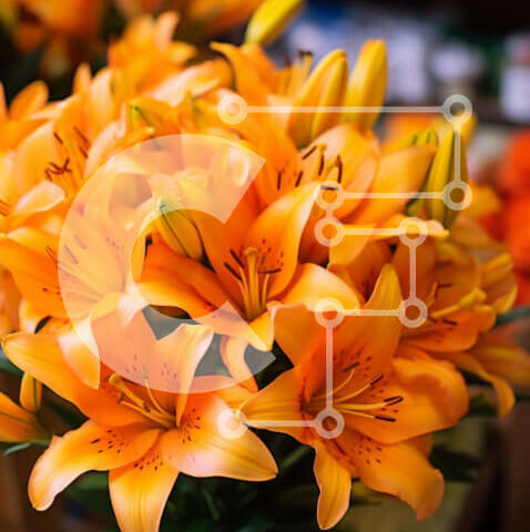 Intra Συλλεκτικό Ξύλινο Παζλ Plywood  4mm - Βάζο με άνθη πορτοκαλιού και φρέσκο ​​προϊόν Σε Ξύλινο Κουτί - Διαστάσεις: 10x10 cm – 25 κομμάτια - Image 1