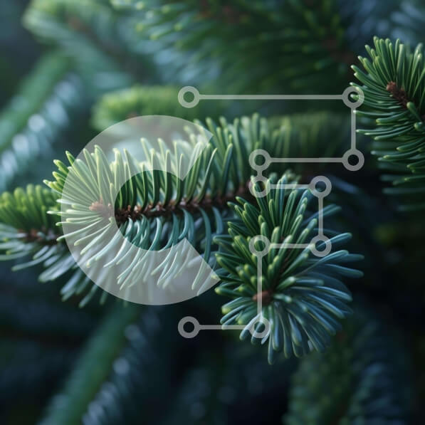 Intra Συλλεκτικό Ξύλινο Παζλ Plywood  4mm - Κοντινό πλάνο βελόνες αειθαλών δέντρων Σε Ξύλινο Κουτί - Διαστάσεις: 10x10 cm – 25 κομμάτια