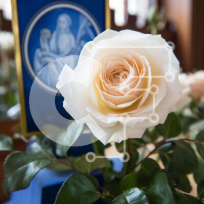 Intra Συλλεκτικό Ξύλινο Παζλ Plywood 4mm - Λευκό τριαντάφυλλο με πράσινο σε μπλε κορνίζα Σε Ξύλινο Κουτί - Διαστάσεις: 10x10 cm – 25 κομμάτια - Image 1