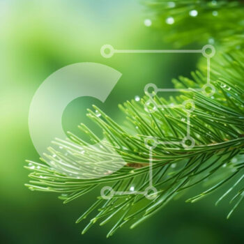 Intra Συλλεκτικό Ξύλινο Παζλ Plywood  4mm - Φρέσκο ​​πράσινο κλαδί δέντρου πεύκου με σταγονίδια νερού Σε Ξύλινο Κουτί - Διαστάσεις: 10x10 cm – 25 κομμάτια - Image 1