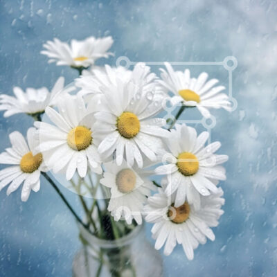 Intra Συλλεκτικό Ξύλινο Παζλ Plywood 4mm - Όμορφη εικόνα λευκών μαργαριτών σε βάζο μια βροχερή μέρα Σε Ξύλινο Κουτί - Διαστάσεις: 10x10 cm – 25 κομμάτια - Image 1