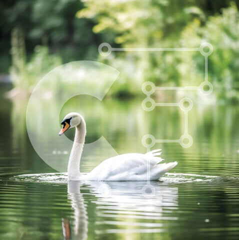 Intra Συλλεκτικό Ξύλινο Παζλ Plywood 4mm - Όμορφη εικόνα ενός λευκού κύκνου σε μια πράσινη λίμνη Σε Ξύλινο Κουτί - Διαστάσεις: 10x10 cm – 25 κομμάτια - Image 1