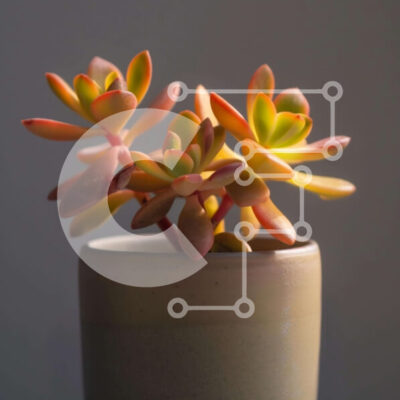 Intra Συλλεκτικό Ξύλινο Παζλ Plywood  4mm - Κεραμικό βάζο με παχύφυτα Σε Ξύλινο Κουτί - Διαστάσεις: 10x10 cm – 25 κομμάτια - Image 1