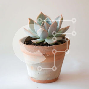 Intra Συλλεκτικό Ξύλινο Παζλ Plywood  4mm - Μικρό παχύφυτο σε γλάστρα σε λευκό φόντο Σε Ξύλινο Κουτί - Διαστάσεις: 10x10 cm – 25 κομμάτια