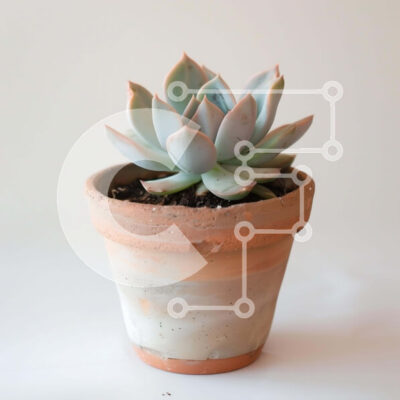 Intra Συλλεκτικό Ξύλινο Παζλ Plywood  4mm - Μικρό παχύφυτο σε γλάστρα σε λευκό φόντο Σε Ξύλινο Κουτί - Διαστάσεις: 10x10 cm – 25 κομμάτια - Image 1