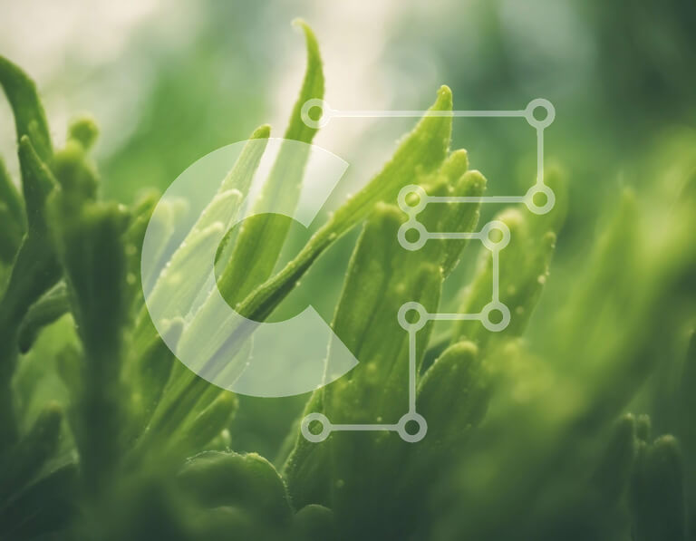 Intra Συλλεκτικό Ξύλινο Παζλ Plywood  4mm - Κοντινό πλάνο πράσινων φυτών με σταγονίδια νερού Σε Ξύλινο Κουτί - Διαστάσεις: 10x10 cm – 25 κομμάτια