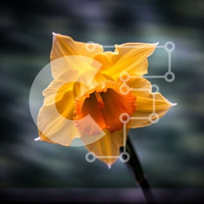 Intra Συλλεκτικό Ξύλινο Παζλ Plywood  4mm - Όμορφη εικόνα του κίτρινου λουλουδιού ασφόδελου σε σκούρο φόντο Σε Ξύλινο Κουτί - Διαστάσεις: 10x10 cm – 25 κομμάτια - Image 1