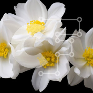 Intra Συλλεκτικό Ξύλινο Παζλ Plywood  4mm - Συστάδα λευκών λουλουδιών με κίτρινα κέντρα σε μαύρο φόντο Σε Ξύλινο Κουτί - Διαστάσεις: 10x10 cm – 25 κομμάτια