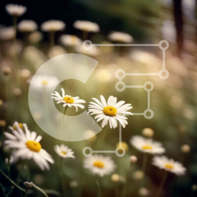 Intra Συλλεκτικό Ξύλινο Παζλ Plywood  4mm - Όμορφη εικόνα ενός χωραφιού με ανθισμένες μαργαρίτες Σε Ξύλινο Κουτί - Διαστάσεις: 10x10 cm – 25 κομμάτια - Image 1