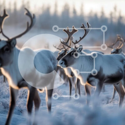 Intra Συλλεκτικό Ξύλινο Παζλ Plywood  4mm - Όμορφη εικόνα των ταράνδων που βόσκουν στο χιόνι Σε Ξύλινο Κουτί - Διαστάσεις: 10x10 cm – 25 κομμάτια - Image 1