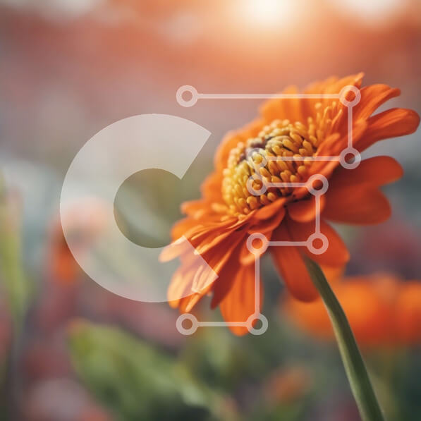 Intra Συλλεκτικό Ξύλινο Παζλ Plywood  4mm - Κοντινή όψη ενός ανθισμένου πορτοκαλιού λουλουδιού Σε Ξύλινο Κουτί - Διαστάσεις: 10x10 cm – 25 κομμάτια