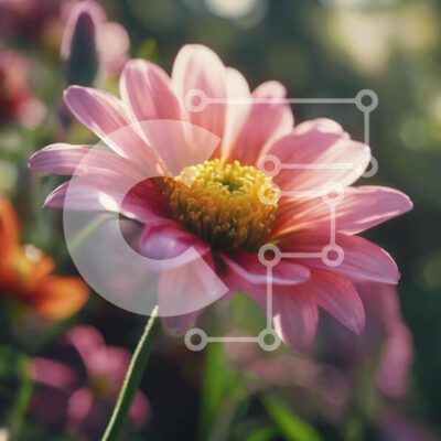 Intra Συλλεκτικό Ξύλινο Παζλ Plywood  4mm - Ζωντανό ανθισμένο ροζ λουλούδι σε καταπράσινο τοπίο Σε Ξύλινο Κουτί - Διαστάσεις: 10x10 cm – 25 κομμάτια - Image 1