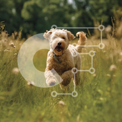 Intra Συλλεκτικό Ξύλινο Παζλ Plywood  4mm - Ευτυχισμένος σκύλος που τρέχει μέσα από ψηλό γρασίδι μια ηλιόλουστη μέρα Σε Ξύλινο Κουτί - Διαστάσεις: 10x10 cm – 25 κομμάτια - Image 1