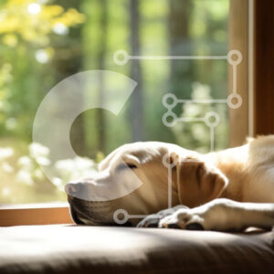 Intra Συλλεκτικό Ξύλινο Παζλ Plywood  4mm - Άνετη εικόνα ενός σκύλου που κοιμάται σε έναν καναπέ με όμορφη θέα Σε Ξύλινο Κουτί - Διαστάσεις: 10x10 cm – 25 κομμάτια