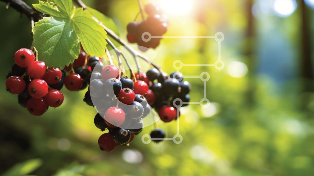 Intra Συλλεκτικό Ξύλινο Παζλ Plywood  4mm - Κλαδί δέντρου με τα κόκκινα και μαύρα μούρα στο δάσος Σε Ξύλινο Κουτί - Διαστάσεις: 10x10 cm – 25 κομμάτια