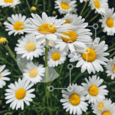 Intra Συλλεκτικό Ξύλινο Παζλ Plywood 4mm - Ομάδα λευκών και κίτρινων μαργαριτών στο γρασίδι Σε Ξύλινο Κουτί - Διαστάσεις: 10x10 cm – 25 κομμάτια - Image 1