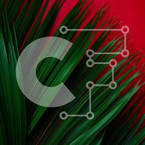 Intra Συλλεκτικό Ξύλινο Παζλ Plywood 4mm - Λεπτομερής κινηματογράφηση σε πρώτο πλάνο του πράσινου φύλλου φοίνικα Σε Ξύλινο Κουτί - Διαστάσεις: 10x10 cm – 25 κομμάτια - Image 1