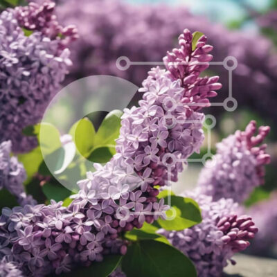 Intra Συλλεκτικό Ξύλινο Παζλ Plywood  4mm - Συστάδα από μωβ λιλά λουλούδια την άνοιξη Σε Ξύλινο Κουτί - Διαστάσεις: 10x10 cm – 25 κομμάτια - Image 1