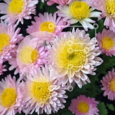 Intra Συλλεκτικό Ξύλινο Παζλ Plywood  4mm - Πολύχρωμα λουλούδια μαργαρίτας που ανθίζουν στο πράσινο φύλλωμα Σε Ξύλινο Κουτί - Διαστάσεις: 10x10 cm – 25 κομμάτια - Image 1