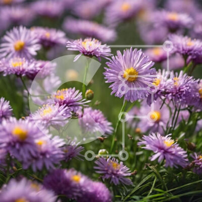 Intra Συλλεκτικό Ξύλινο Παζλ Plywood 4mm - Πεδίο με μωβ λουλούδια με κίτρινα κέντρα Σε Ξύλινο Κουτί - Διαστάσεις: 10x10 cm – 25 κομμάτια - Image 1