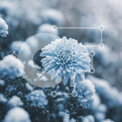 Intra Συλλεκτικό Ξύλινο Παζλ Plywood  4mm - Μπλε λουλούδι καλυμμένο στο χιόνι Σε Ξύλινο Κουτί - Διαστάσεις: 10x10 cm – 25 κομμάτια - Image 1