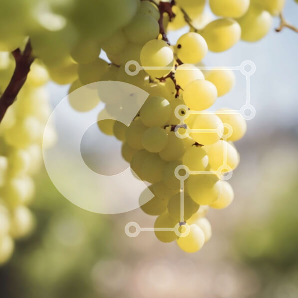 2imI6scXnB9gVuPeiK7m454Ztx9-desktop