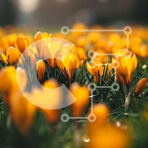 Intra Συλλεκτικό Ξύλινο Παζλ Plywood  4mm - Ζωντανό πεδίο με κίτρινα λουλούδια κρόκου Σε Ξύλινο Κουτί - Διαστάσεις: 10x10 cm – 25 κομμάτια - Image 1