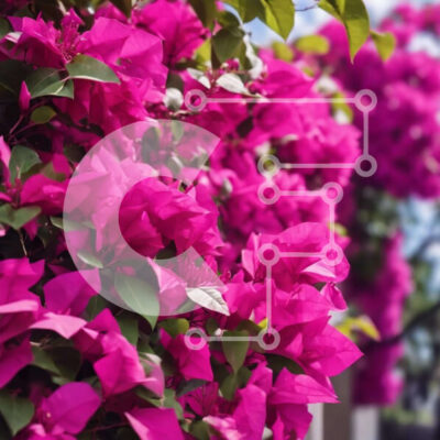 Intra Συλλεκτικό Ξύλινο Παζλ Plywood  4mm - Ανθισμένο δέντρο βουκαμβίλιων στην αστική περιοχή Σε Ξύλινο Κουτί - Διαστάσεις: 10x10 cm – 25 κομμάτια - Image 1