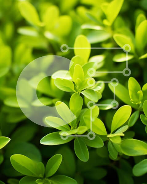 Intra Συλλεκτικό Ξύλινο Παζλ Plywood  4mm - Κοντινό πλάνο της ανάπτυξης πράσινων φυτών Σε Ξύλινο Κουτί - Διαστάσεις: 10x10 cm – 25 κομμάτια