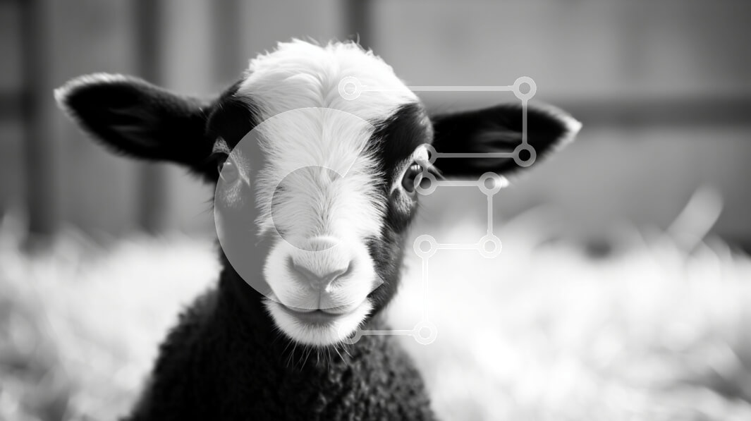 Intra Συλλεκτικό Ξύλινο Παζλ Plywood  4mm - Περίεργα πρόβατα στο χορτάρι Σε Ξύλινο Κουτί - Διαστάσεις: 10x10 cm – 25 κομμάτια