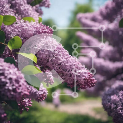 Intra Συλλεκτικό Ξύλινο Παζλ Plywood  4mm - Ζωντανά λουλούδια λιλά σε πλήρη άνθιση Σε Ξύλινο Κουτί - Διαστάσεις: 10x10 cm – 25 κομμάτια - Image 1