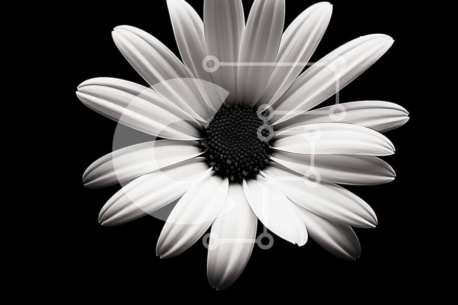 Intra Συλλεκτικό Ξύλινο Παζλ Plywood  4mm - Μονό λευκό λουλούδι μαργαρίτας σε μαύρο και άσπρο Σε Ξύλινο Κουτί - Διαστάσεις: 10x10 cm – 25 κομμάτια