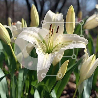 Intra Συλλεκτικό Ξύλινο Παζλ Plywood  4mm - Ανθισμένα λευκά κρίνα και διάφορα λουλούδια στο δάσος Σε Ξύλινο Κουτί - Διαστάσεις: 10x10 cm – 25 κομμάτια - Image 1