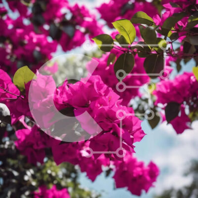 Intra Συλλεκτικό Ξύλινο Παζλ Plywood 4mm - Ανθισμένο ροζ βουκαμβίλιες την άνοιξη Σε Ξύλινο Κουτί - Διαστάσεις: 10x10 cm – 25 κομμάτια - Image 1