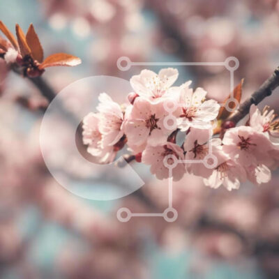 Intra Συλλεκτικό Ξύλινο Παζλ Plywood  4mm - Ροζ άνθη κερασιάς την άνοιξη Σε Ξύλινο Κουτί - Διαστάσεις: 10x10 cm – 25 κομμάτια - Image 1