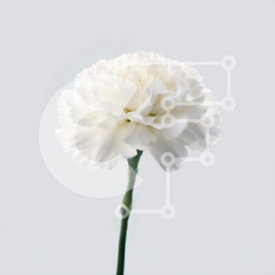 Intra Συλλεκτικό Ξύλινο Παζλ Plywood 4mm - Όμορφη εικόνα ενός λευκού λουλουδιού γαρύφαλλου με πράσινα φύλλα Σε Ξύλινο Κουτί - Διαστάσεις: 10x10 cm – 25 κομμάτια - Image 1