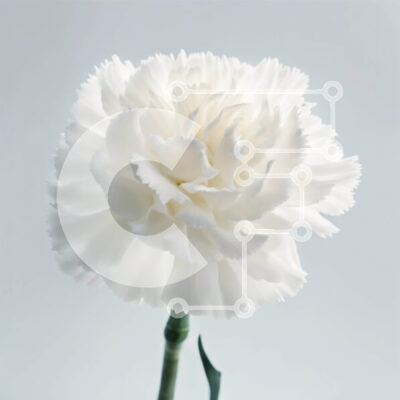 Intra Συλλεκτικό Ξύλινο Παζλ Plywood  4mm - Όμορφη εικόνα του λευκού λουλουδιού γαρύφαλλου σε ένα λεπτό γκρι φόντο Σε Ξύλινο Κουτί - Διαστάσεις: 10x10 cm – 25 κομμάτια - Image 1