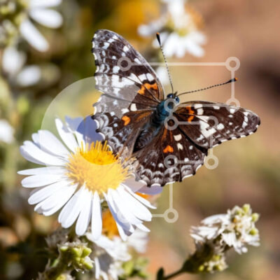 Intra Συλλεκτικό Ξύλινο Παζλ Plywood  4mm - Ασπρόμαυρη πεταλούδα στα λευκά λουλούδια της μαργαρίτας Σε Ξύλινο Κουτί - Διαστάσεις: 10x10 cm – 25 κομμάτια - Image 1