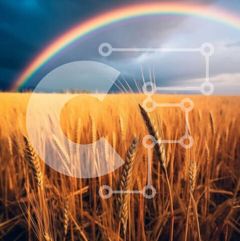 Intra Συλλεκτικό Ξύλινο Παζλ Plywood 4mm - Όμορφη εικόνα ενός χρυσού χωραφιού σίτου με ένα ουράνιο τόξο Σε Ξύλινο Κουτί - Διαστάσεις: 10x10 cm – 25 κομμάτια - Image 1