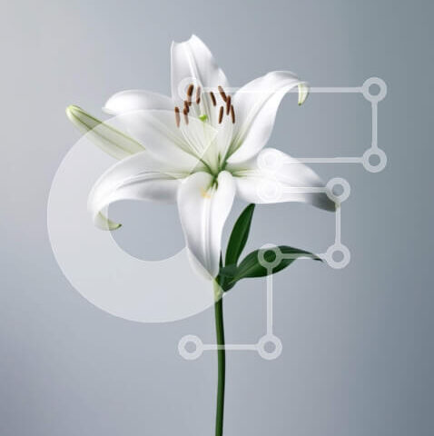 Intra Συλλεκτικό Ξύλινο Παζλ Plywood  4mm - Όμορφη εικόνα του λουλουδιού λευκού κρίνου σε γκρι φόντο Σε Ξύλινο Κουτί - Διαστάσεις: 10x10 cm – 25 κομμάτια - Image 1