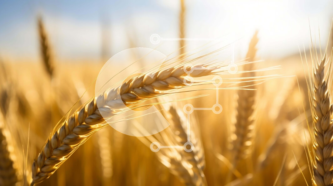 Intra Συλλεκτικό Ξύλινο Παζλ Plywood  4mm - Χρυσό Σιτάρι Έτοιμο για Συγκομιδή Σε Ξύλινο Κουτί - Διαστάσεις: 10x10 cm – 25 κομμάτια