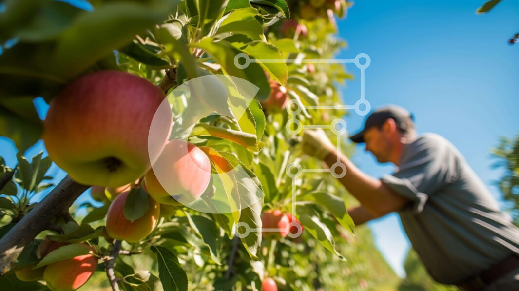 Intra Συλλεκτικό Ξύλινο Παζλ Plywood  4mm - Άνθρωπος που μαζεύει μήλα από μια μηλιά σε ένα περιβόλι Σε Ξύλινο Κουτί - Διαστάσεις: 10x10 cm – 25 κομμάτια
