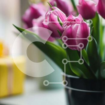 Intra Συλλεκτικό Ξύλινο Παζλ Plywood  4mm - Ροζ τουλίπες σε γλάστρα και κίτρινο κουτί δώρου στο περβάζι του παραθύρου Σε Ξύλινο Κουτί - Διαστάσεις Puzzle: 10x10 cm – 25 κομμάτια - Image 1