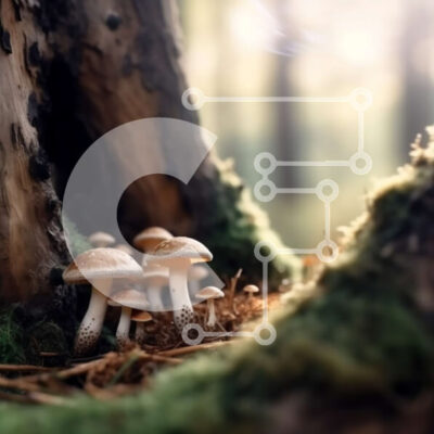 Intra Συλλεκτικό Ξύλινο Παζλ Plywood  4mm - Γαλήνια εικόνα των μανιταριών που αναπτύσσονται στο δάσος Σε Ξύλινο Κουτί - Διαστάσεις: 10x10 cm – 25 κομμάτια - Image 1