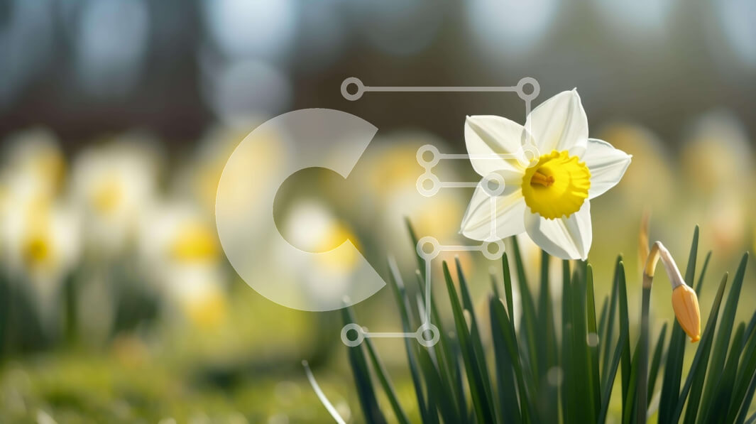 Intra Συλλεκτικό Ξύλινο Παζλ Plywood  4mm - Μονό λουλούδι ασφόδελου σε ανοιχτό χωράφι Σε Ξύλινο Κουτί - Διαστάσεις: 10x10 cm – 25 κομμάτια