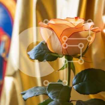 Intra Συλλεκτικό Ξύλινο Παζλ Plywood  4mm - Μονό πορτοκαλί τριαντάφυλλο μπροστά από τη χρυσή κουρτίνα με τη ζωγραφική της Μαρίας και του Ιησού Σε Ξύλινο Κουτί - Διαστάσεις Puzzle: 10x10 cm – 25 κομμάτια - Image 1